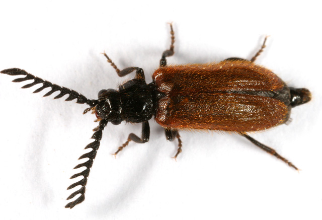 Drilus flavescens - Copyright Denis Bourgeois